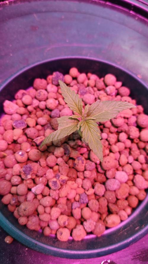 AUTO RED SKUN AUTO RED SUGAR BSF. Week 1