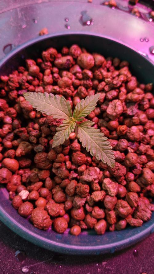 AUTO RED SKUN AUTO RED SUGAR BSF. Week 1