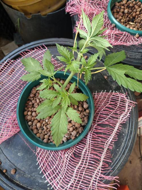 AUTO RED SKUN AUTO RED SUGAR BSF. Week 3