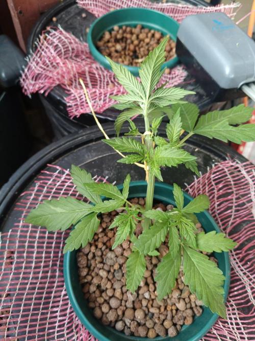AUTO RED SKUN AUTO RED SUGAR BSF. Week 3