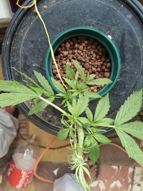 AUTO RED SKUN AUTO RED SUGAR BSF. Week 3