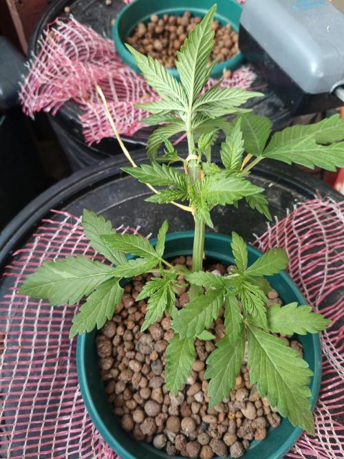 AUTO RED SKUN AUTO RED SUGAR BSF. Week 3