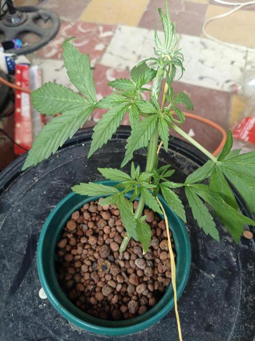 AUTO RED SKUN AUTO RED SUGAR BSF. Week 3