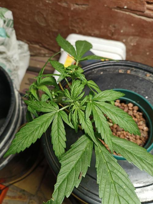 AUTO RED SKUN AUTO RED SUGAR BSF. Week 4