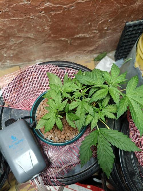 AUTO RED SKUN AUTO RED SUGAR BSF. Week 4