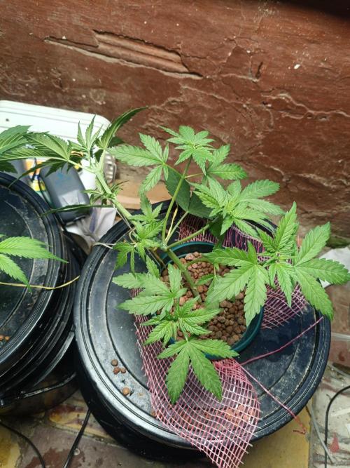 AUTO RED SKUN AUTO RED SUGAR BSF. Week 4
