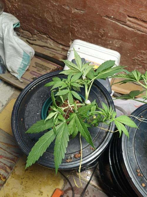 AUTO RED SKUN AUTO RED SUGAR BSF. Week 4
