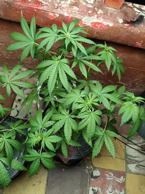 AUTO RED SKUN AUTO RED SUGAR BSF. Week 6