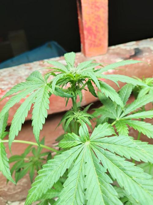 AUTO RED SKUN AUTO RED SUGAR BSF. Week 6