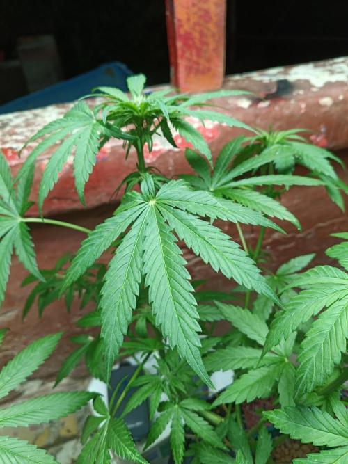AUTO RED SKUN AUTO RED SUGAR BSF. Week 6