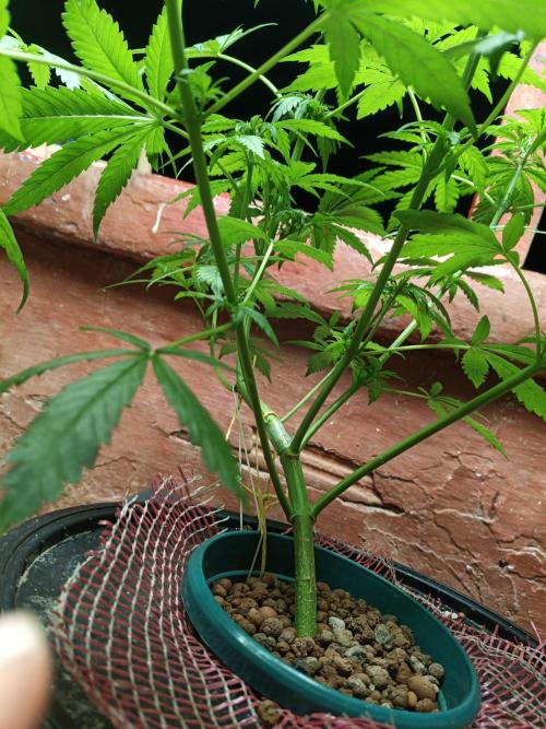 AUTO RED SKUN AUTO RED SUGAR BSF. Week 6