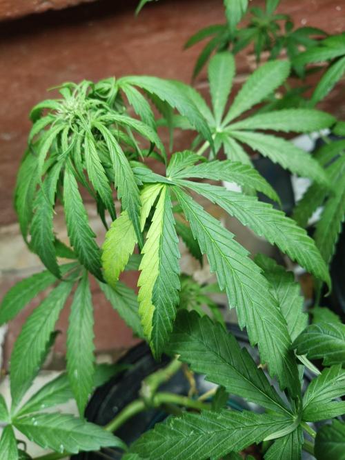 AUTO RED SKUN AUTO RED SUGAR BSF. Week 6