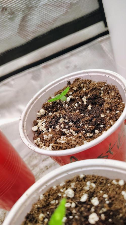 New Fast Buds Autos. Week 1