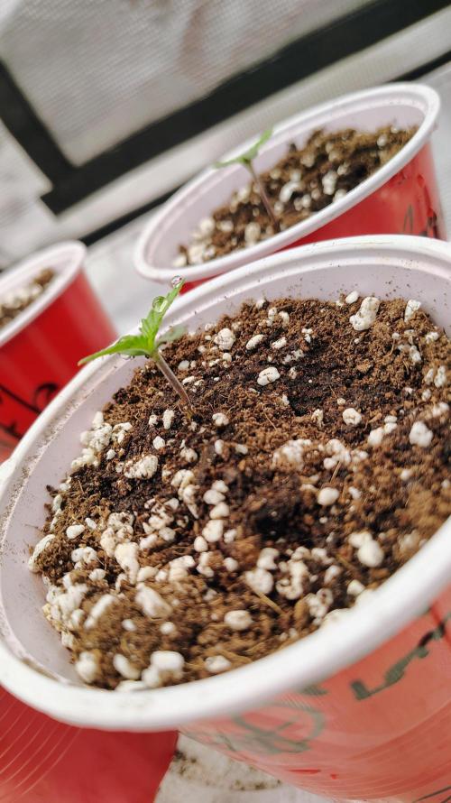 New Fast Buds Autos. Week 1 - Frost banger