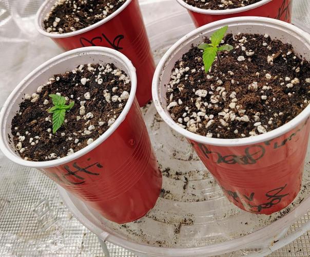 New Fast Buds Autos. Week 1 - Frost Banger (Right)
Super Boof left