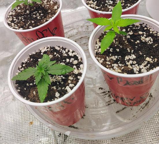 New Fast Buds Autos. Week 2 - There taking off! Just to the start of week 2! There about to be transplanted 