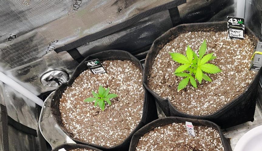 New Fast Buds Autos. Week 2 - 3 days after transplanted into there final homes! 