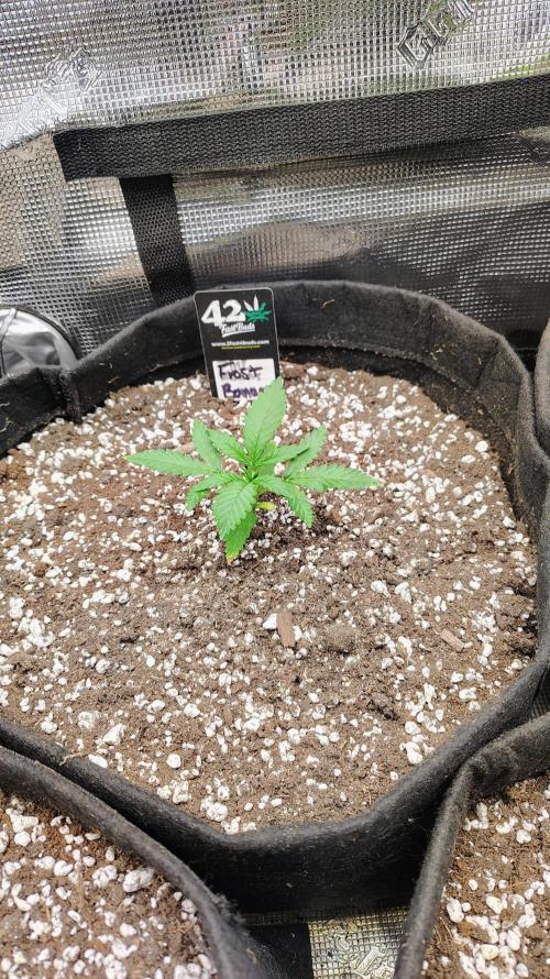 New Fast Buds Autos. Week 3