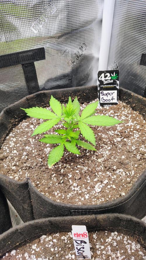 New Fast Buds Autos. Week 3