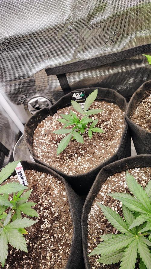 New Fast Buds Autos. Week 4