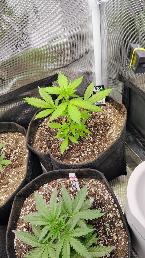 New Fast Buds Autos. Week 4