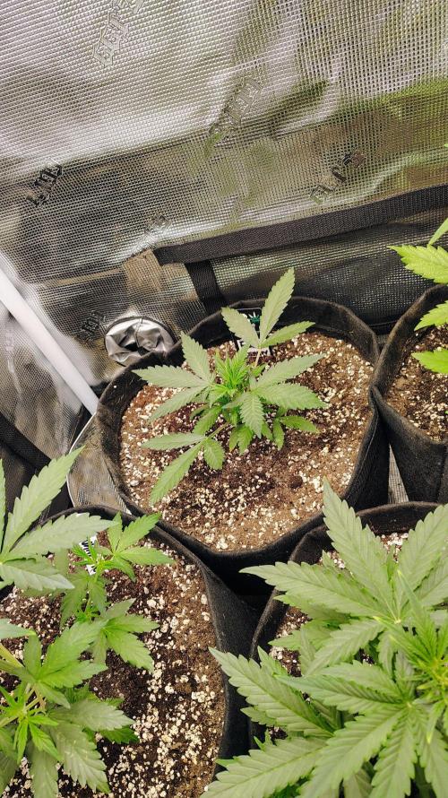 New Fast Buds Autos. Week 5