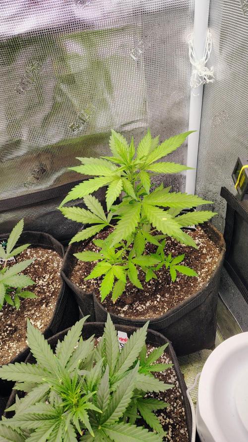 New Fast Buds Autos. Week 5