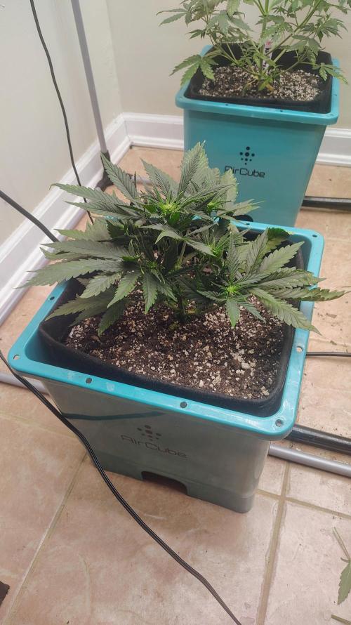 New Fast Buds Autos. Week 6 - 7 days later 