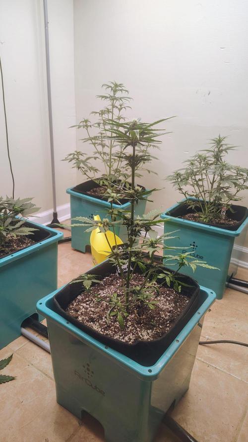 New Fast Buds Autos. Week 6 - 7 days later 