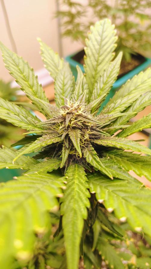 New Fast Buds Autos. Week 7