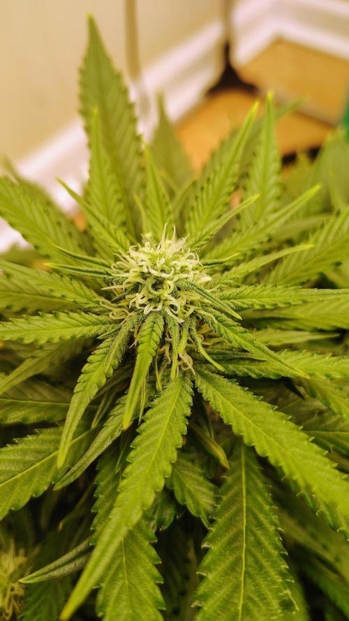 New Fast Buds Autos. Week 7