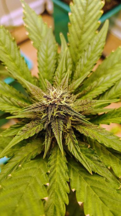 New Fast Buds Autos. Week 7