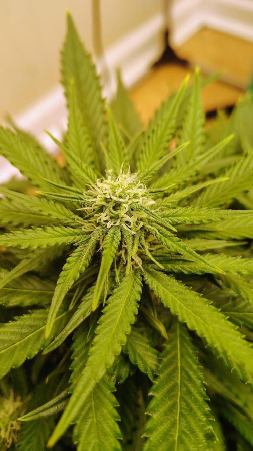 New Fast Buds Autos. Week 7