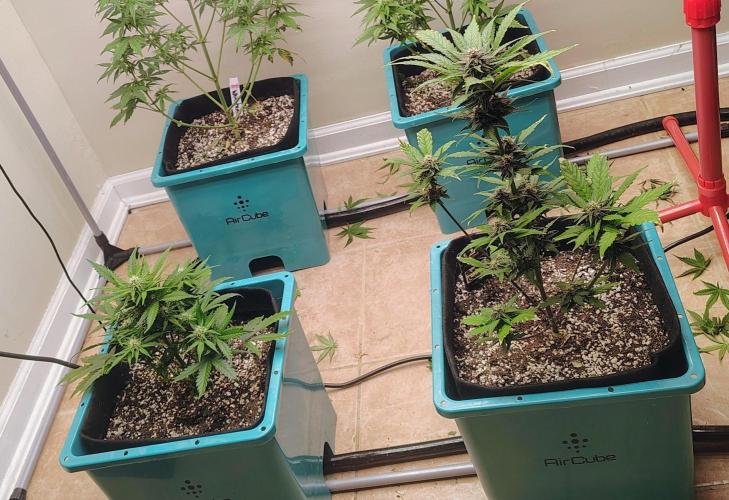 New Fast Buds Autos. Week 7