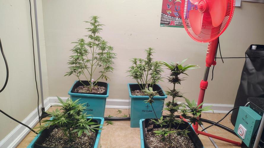 New Fast Buds Autos. Week 7