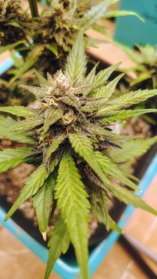 New Fast Buds Autos. Week 8 - Superboof 