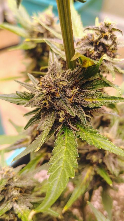 New Fast Buds Autos. Week 8