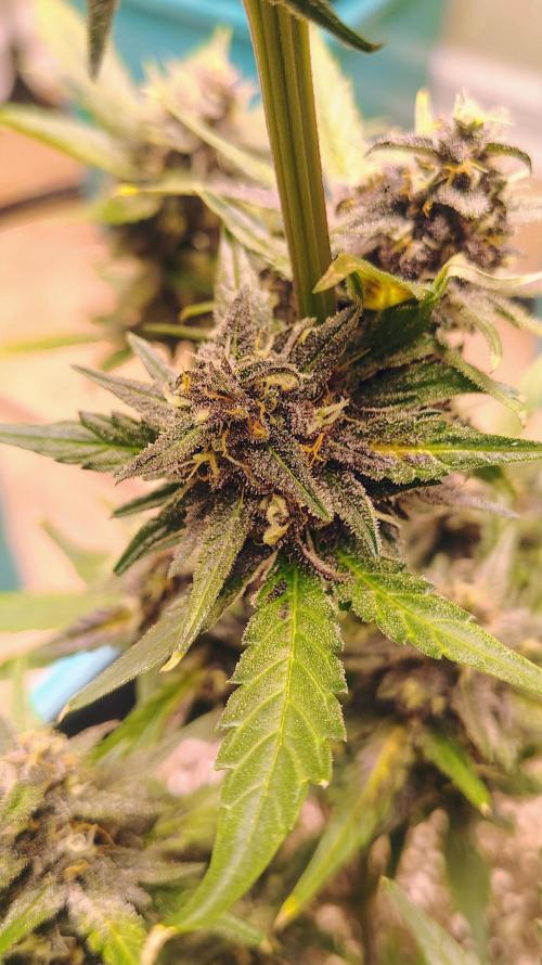 New Fast Buds Autos. Week 8