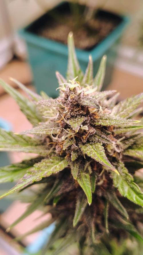 New Fast Buds Autos. Week 8