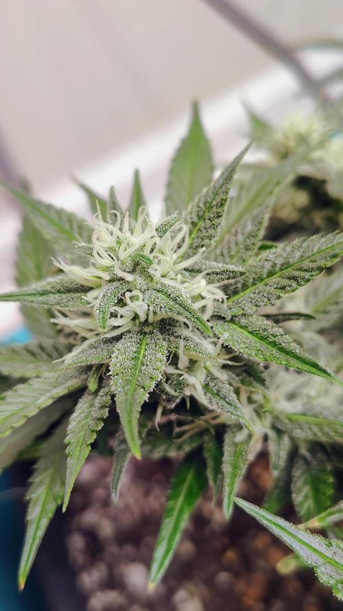 New Fast Buds Autos. Week 8