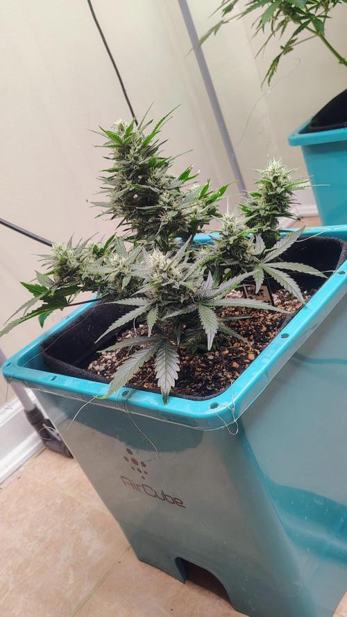 New Fast Buds Autos. Week 8