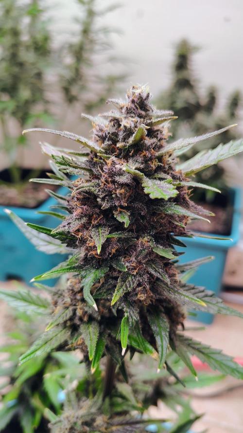 New Fast Buds Autos. Week 9 - SuperBoof