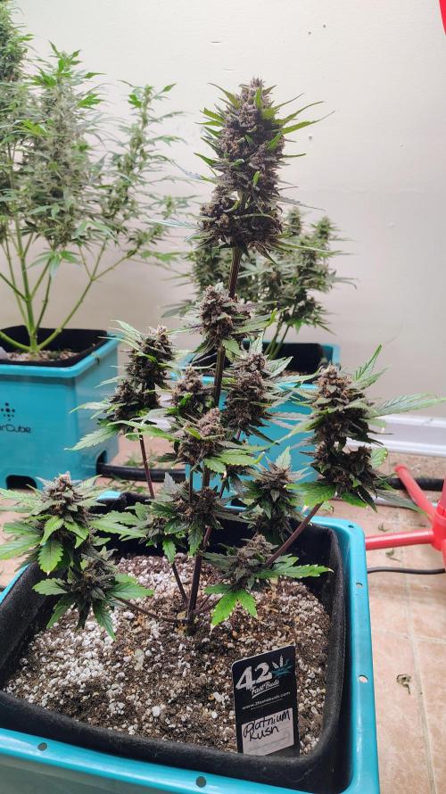 New Fast Buds Autos. Week 9 - SuperBoof