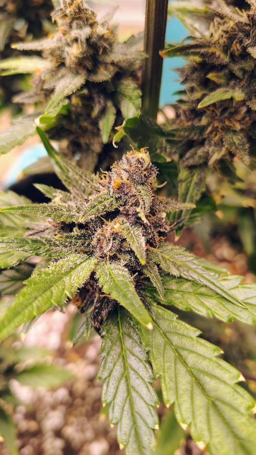 New Fast Buds Autos. Week 9 - SuperBoof