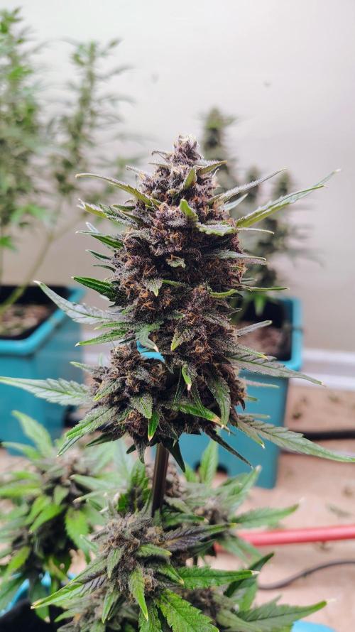 New Fast Buds Autos. Week 9 - SuperBoof