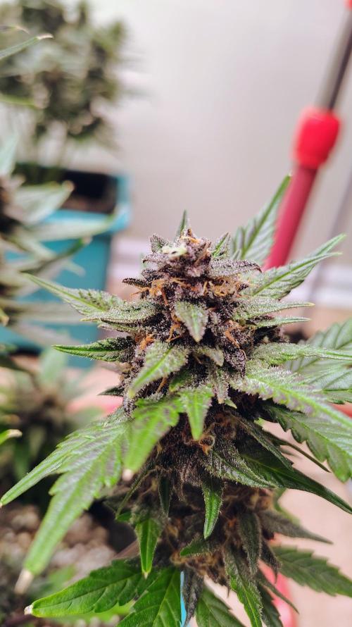 New Fast Buds Autos. Week 9 - SuperBoof 