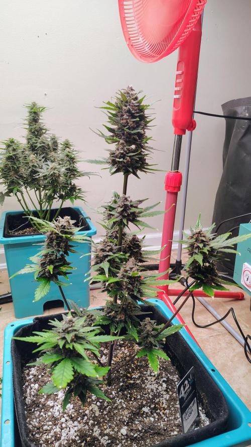 New Fast Buds Autos. Week 9 - SuperBoof