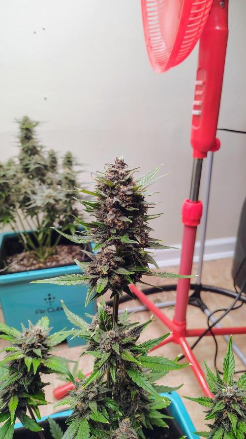 New Fast Buds Autos. Week 9 - SuperBoof 