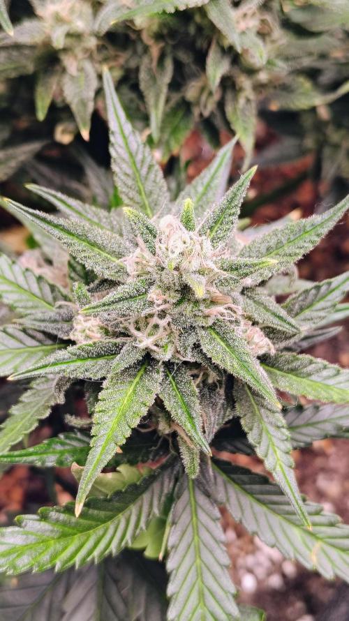 New Fast Buds Autos. Week 9