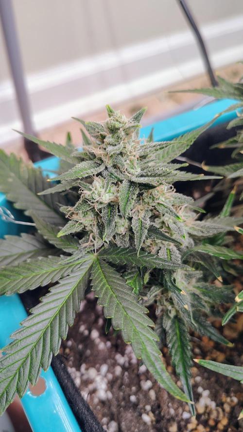 New Fast Buds Autos. Week 9